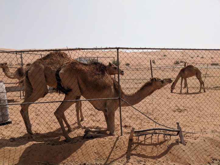 Maker:S,Date:2017-9-29,Ver:6,Lens:Kan03,Act:Lar02,E-Y